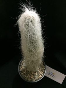 Cephalocereus senilis 