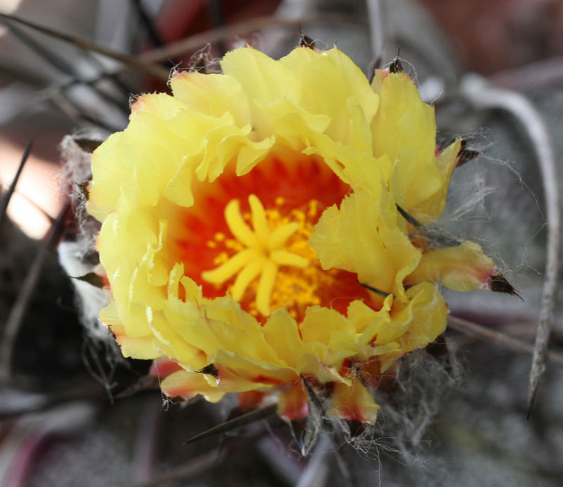 گل آستروفیتوم کاپریکورن نیویوم