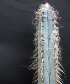 بذر پیلوزوسرئوس گلاسنس