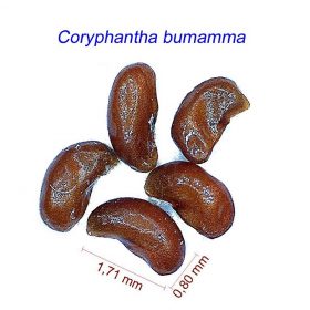 بذر Coryphantha bumamma