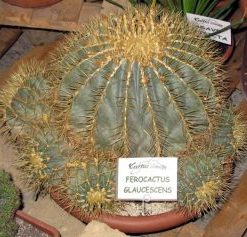Ferocactus glaucescens