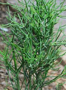 Euphorbia-tirucally