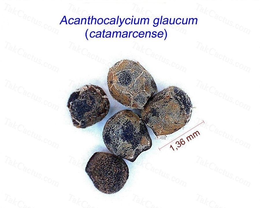 Acanthocalycium glaucum catamarcense