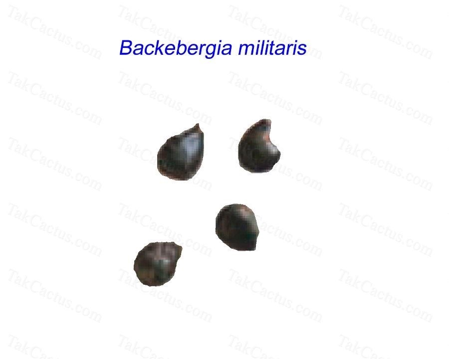 Backebergia militaris AMP