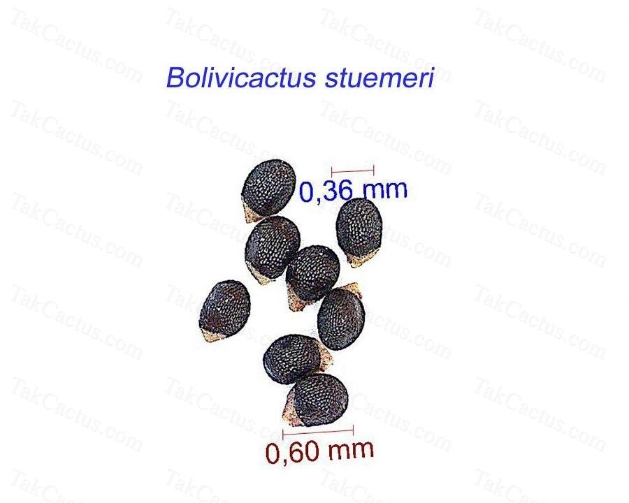 Bolivicactus stuemeri graines