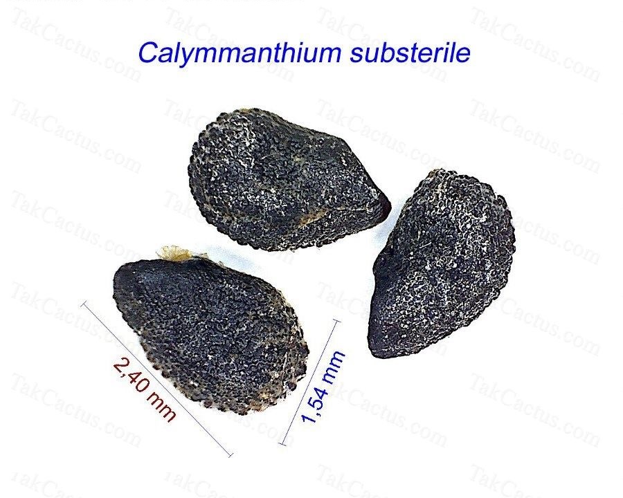 Calymmanthium substerile GC
