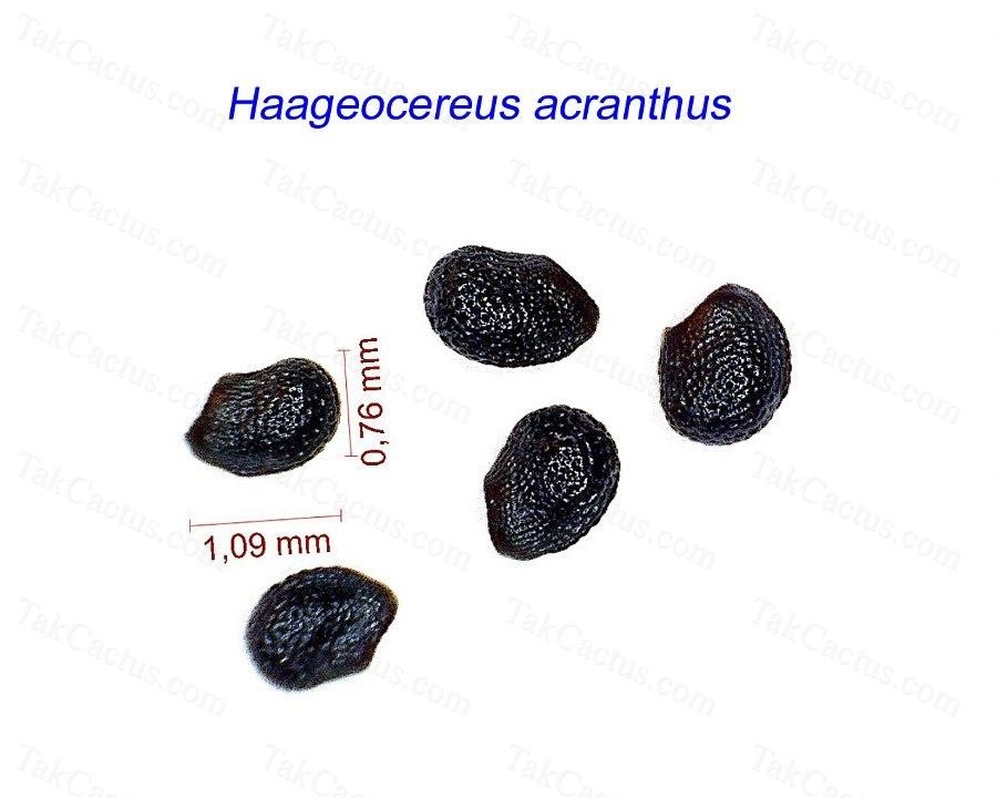 Haageocereus acranthus