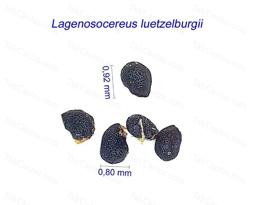 Lagenosocereus luetzelburgii