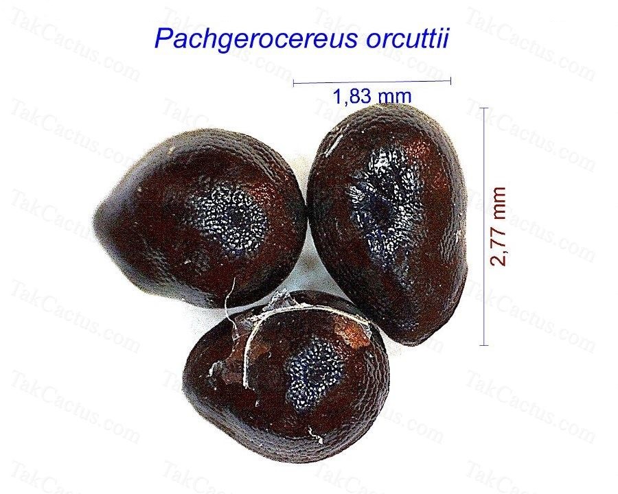 Pachgerocereus orcuttii