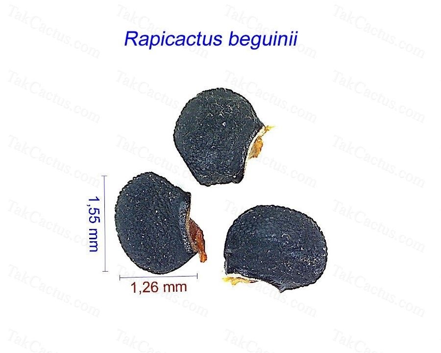 Rapicactus beguinii seeds