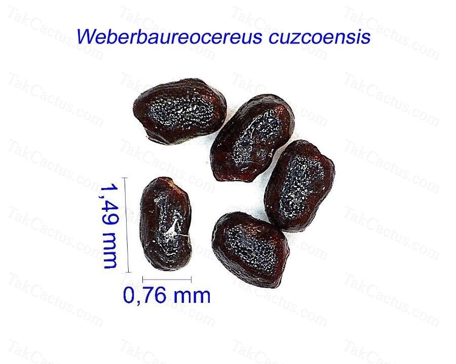 Weberbaureocereus cuzcoensis GC