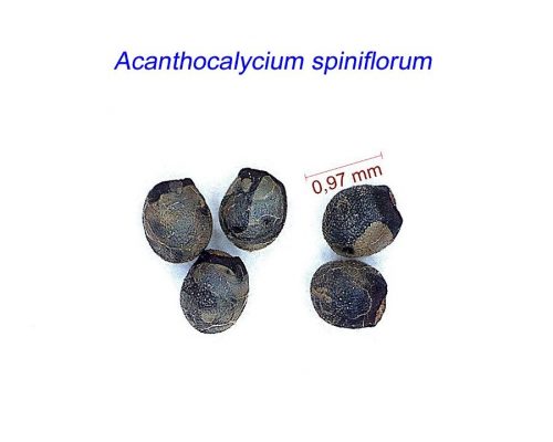 بذر Acanthocalycium spiniflorum