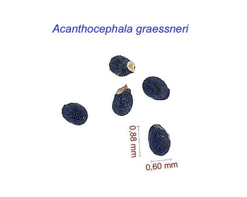 بذر Acanthocephala graessneri