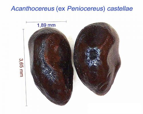 بذر canthocereus ex Peniocereus castellae