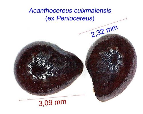 بذر Acanthocereus ex Peniocereus cuixmalensis