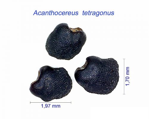 بذر Acanthocereus tetragonus