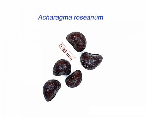بذر Acharagma roseanum