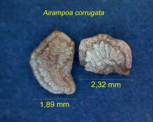 بذر Airampoa corrugata kaktusy