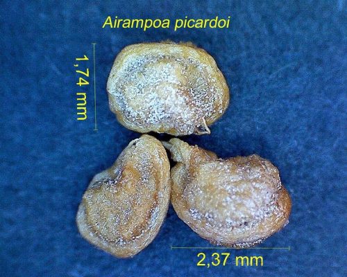 بذر Airampoa picardoi