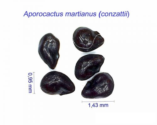 بذر porocactus martianus conzattii
