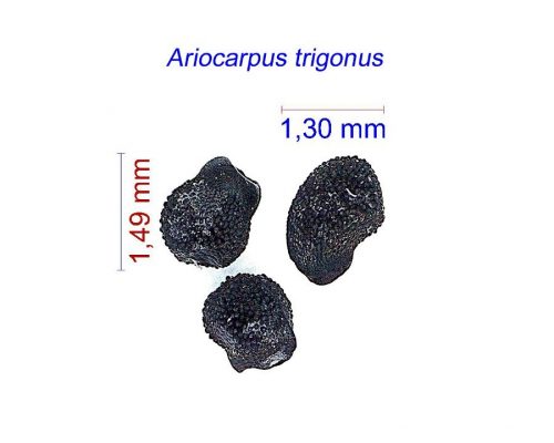 بذر Ariocarpus trigonus