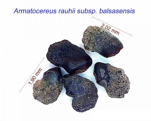 بذر Armatocereus rauhii balsasensis