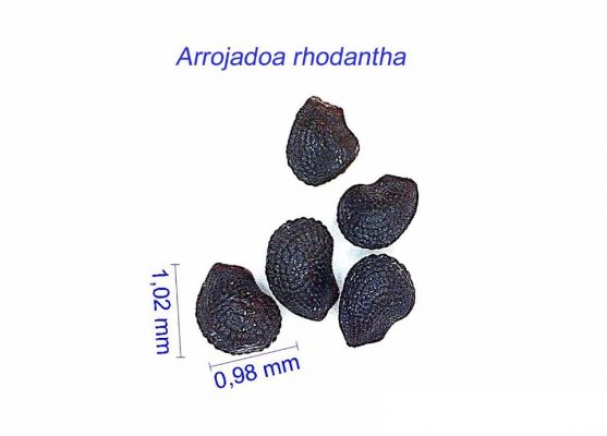 بذر Arrojadoa rhodantha
