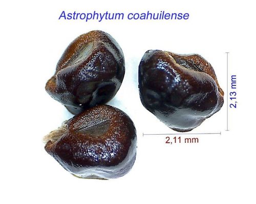 بذر Astrophytum coahuilense