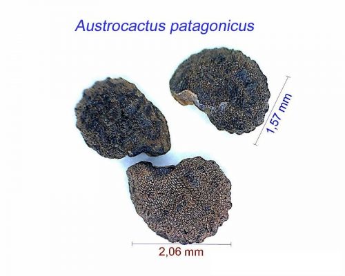 بذر Austrocactus patagonicus