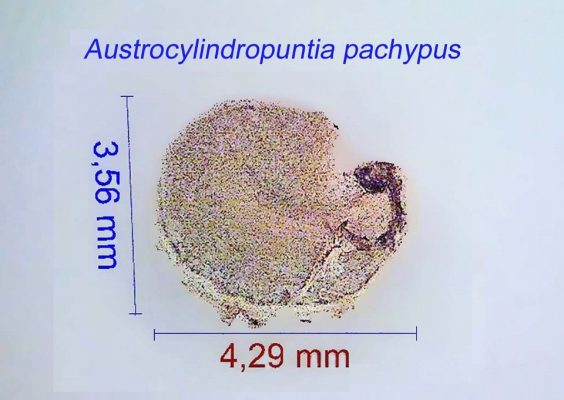 بذر Austrocylindropuntia pachypus
