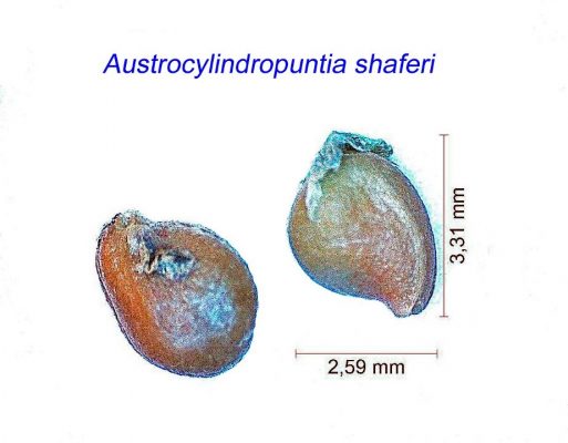 بذر Austrocylindropuntia shaferi