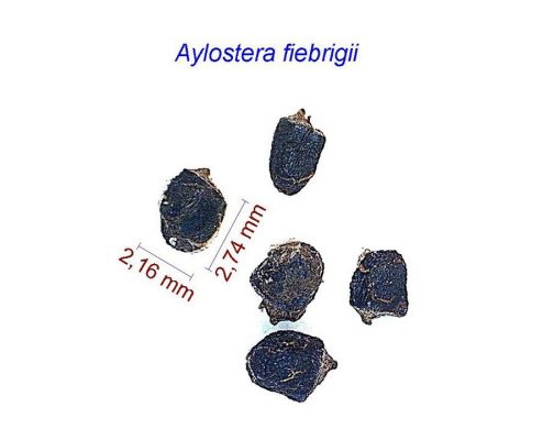 بذر Aylostera fiebrigii