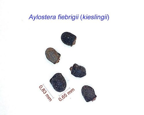 بذر Aylostera fiebrigii kieslingii