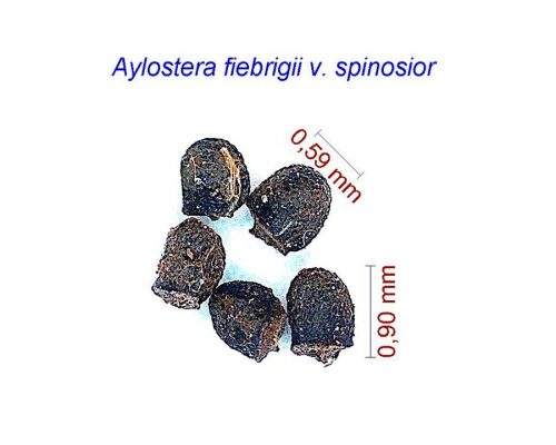بذر Aylostera fiebrigii v. spinosior