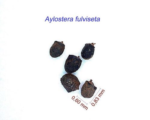 بذر Aylostera fulviseta