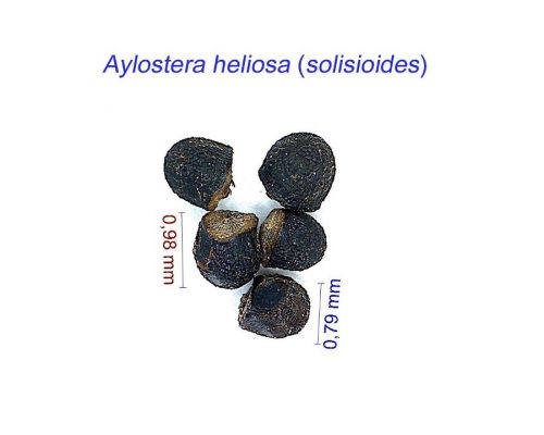 بذر Aylostera heliosa solisioides