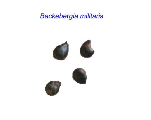 بذر Backebergia militaris