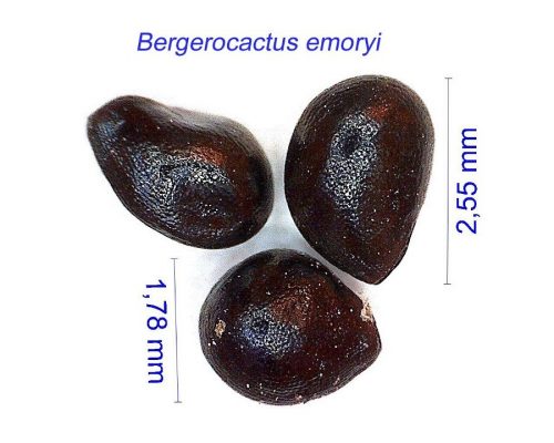 بذر Bergerocactus emoryi