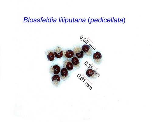 بذر Blossfeldia liliputana pedicellata