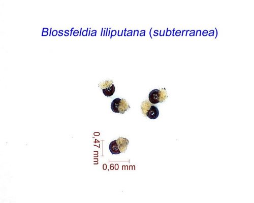 بذر Blossfeldia liliputana subterranea