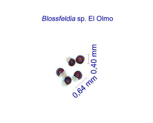 بذر Blossfeldia sp. El Olmo