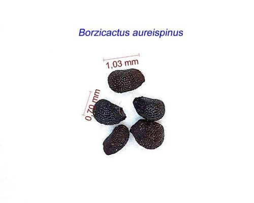 بذر Borzicactus aureispinus
