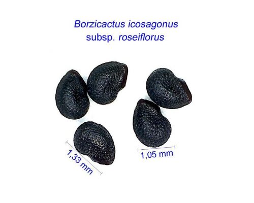 بذر Borzicactus icosagonus roseiflorus ex Akersia roseiflora