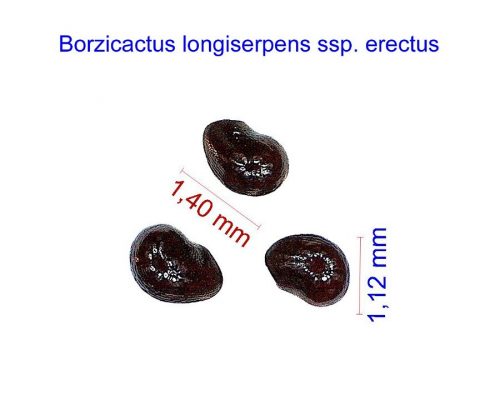 بذر Borzicactus longiserpens ssp. erectus