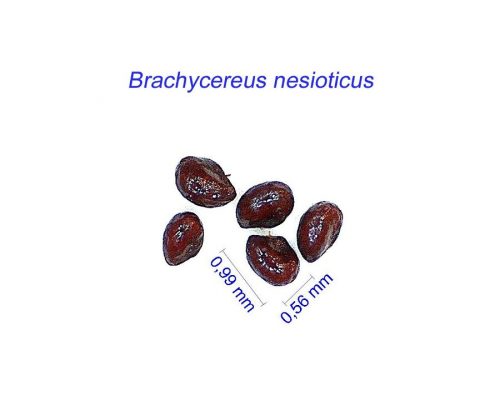 بذر Brachycereus nesioticus