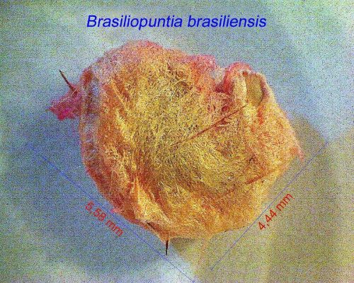 بذر Brasiliopuntia brasiliensis