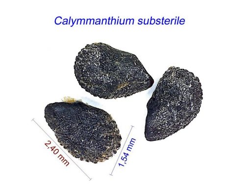 بذر Calymmanthium substerile