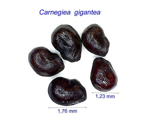 بذر Carnegiea gigantea