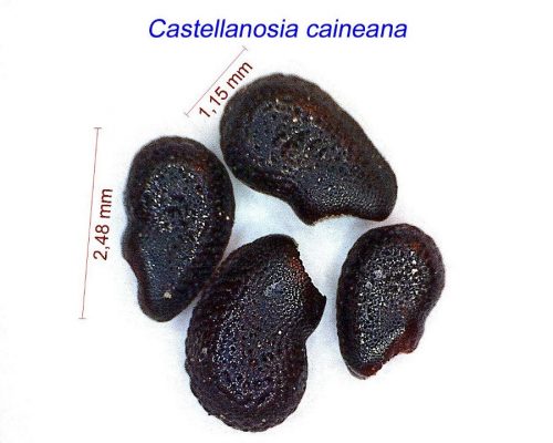 بذر Castellanosia caineana
