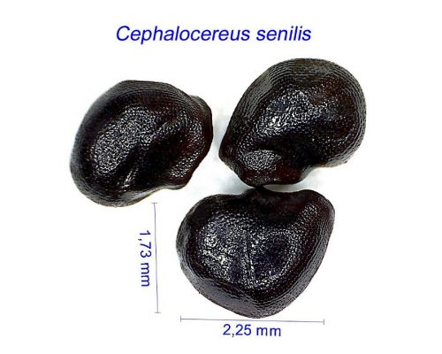 بذر Cephalocereus senilis